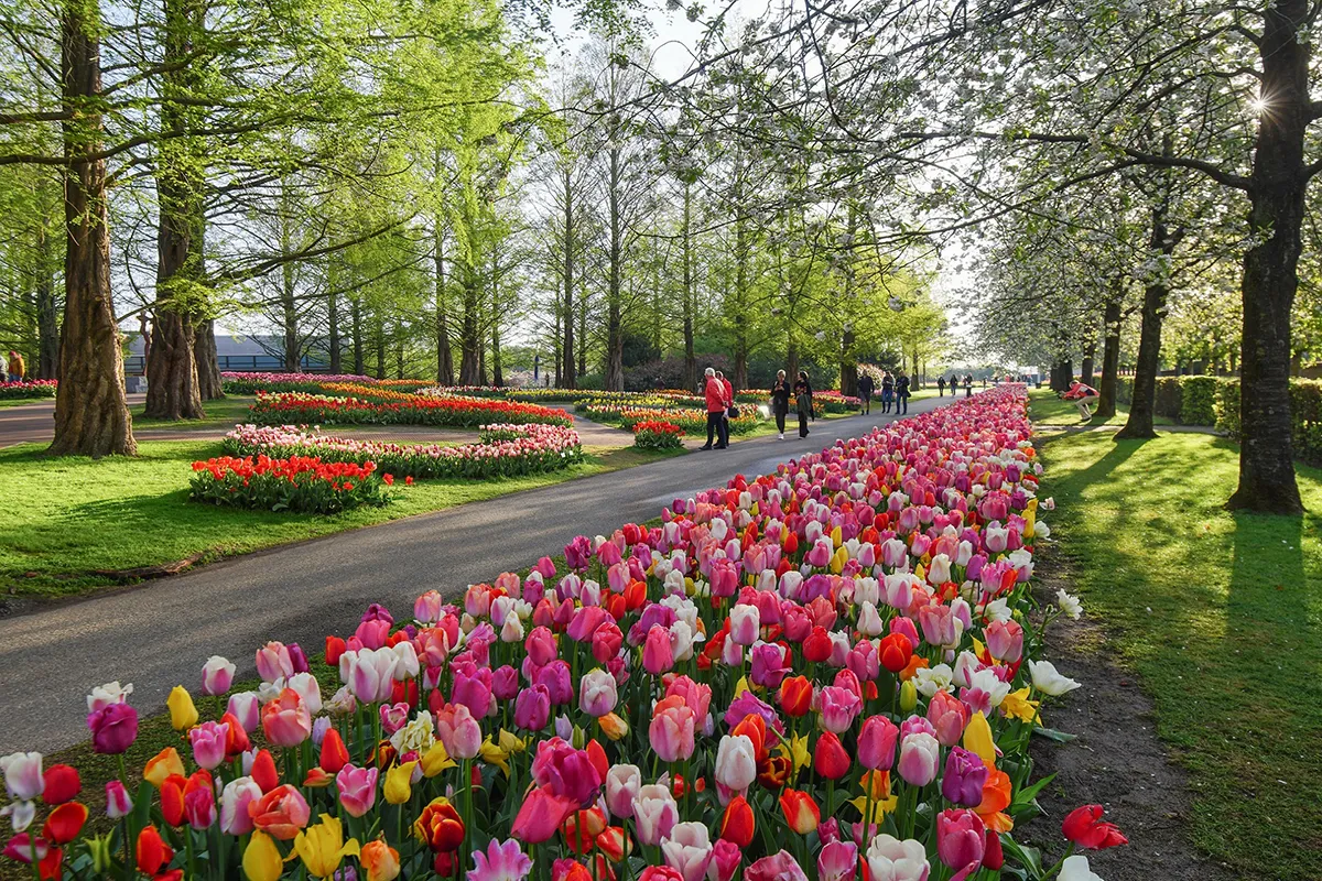 succesvol seizoen keukenhof 2022