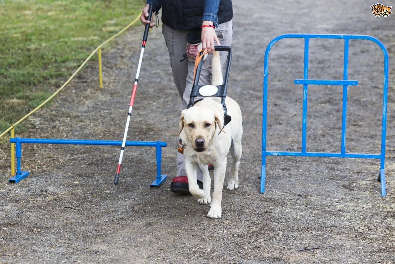 what are guide dogs for the blind taught to do 560bba69b8ce2