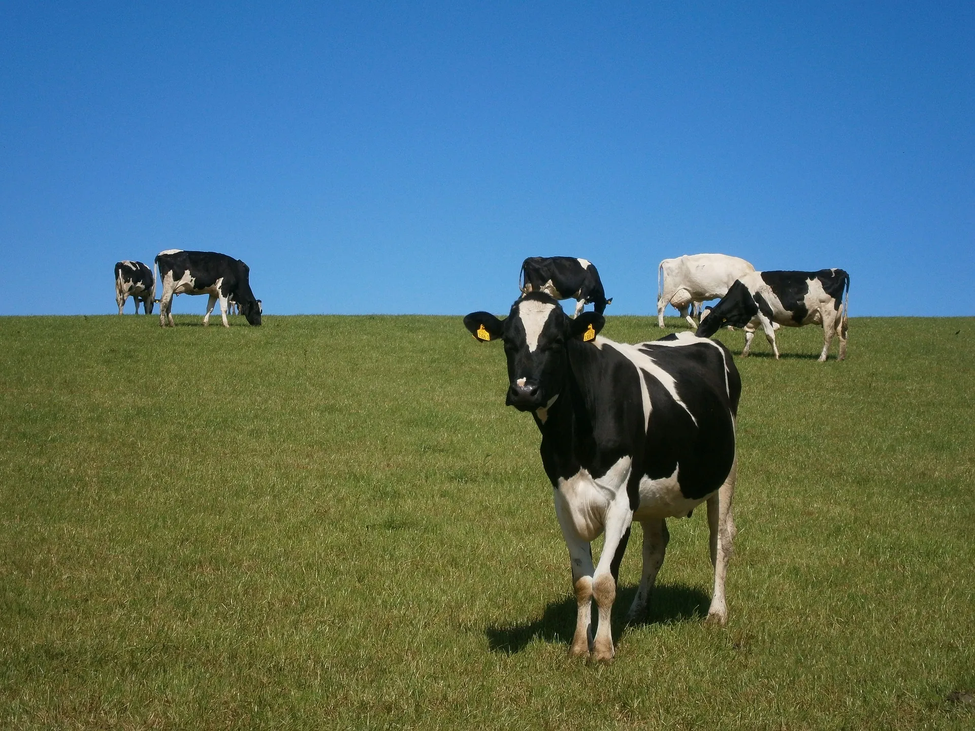 cows g02080cdb9 1920