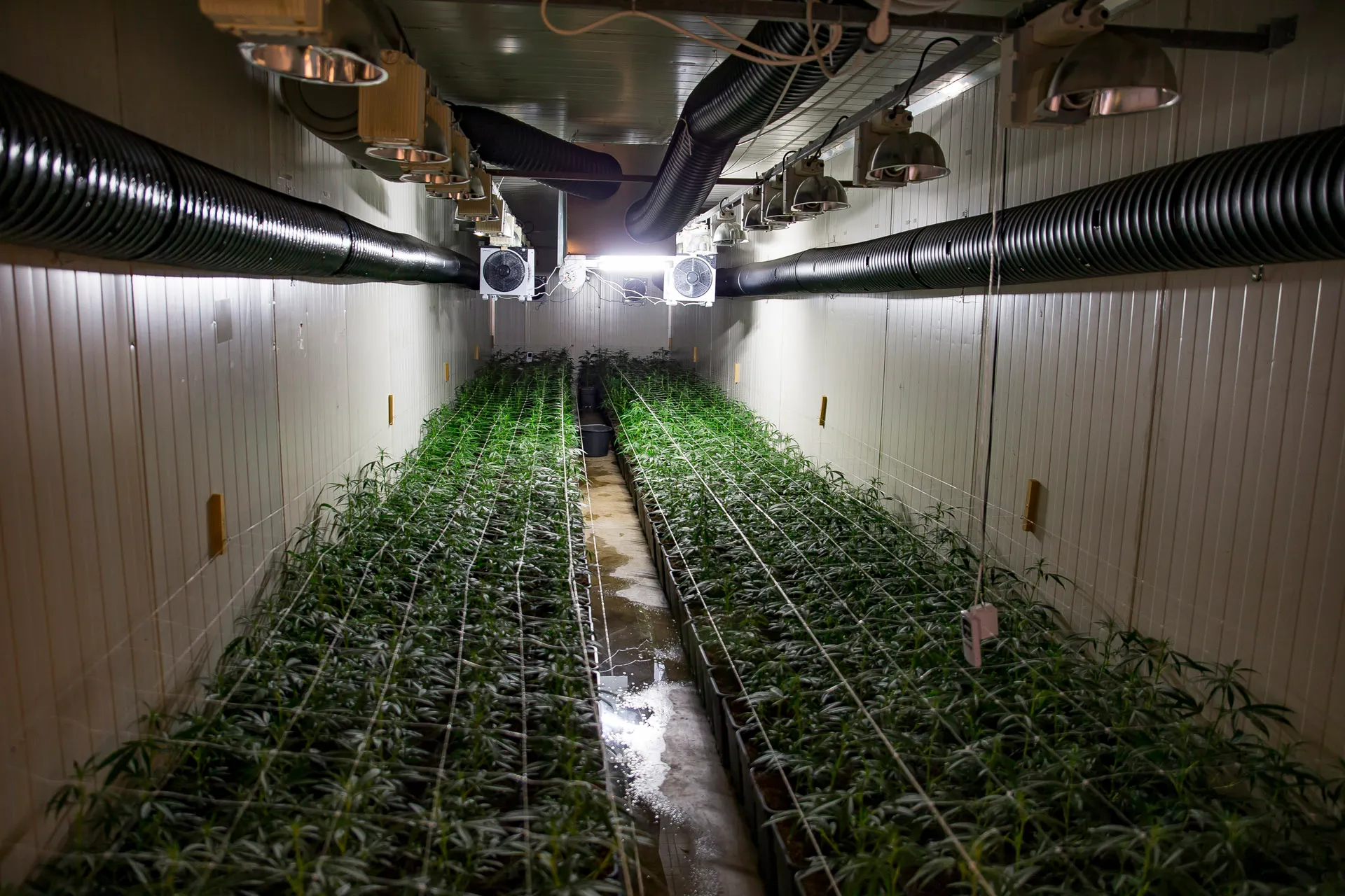 03212017 hennepkwekerij made 1000