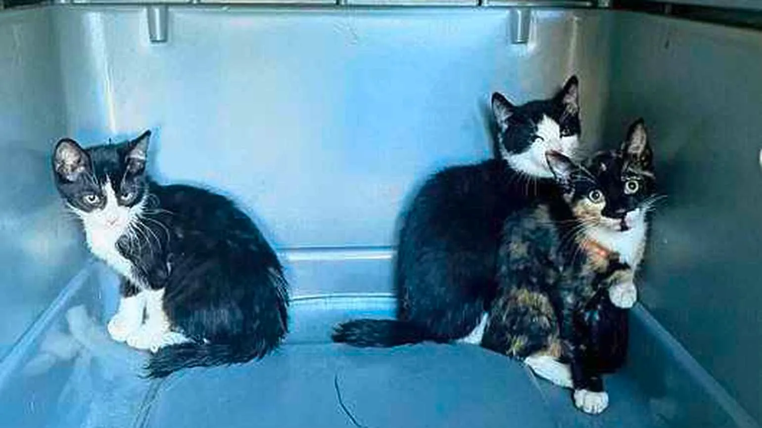 de628cbc 4ce7 11ef 8823 8a82638b78ac