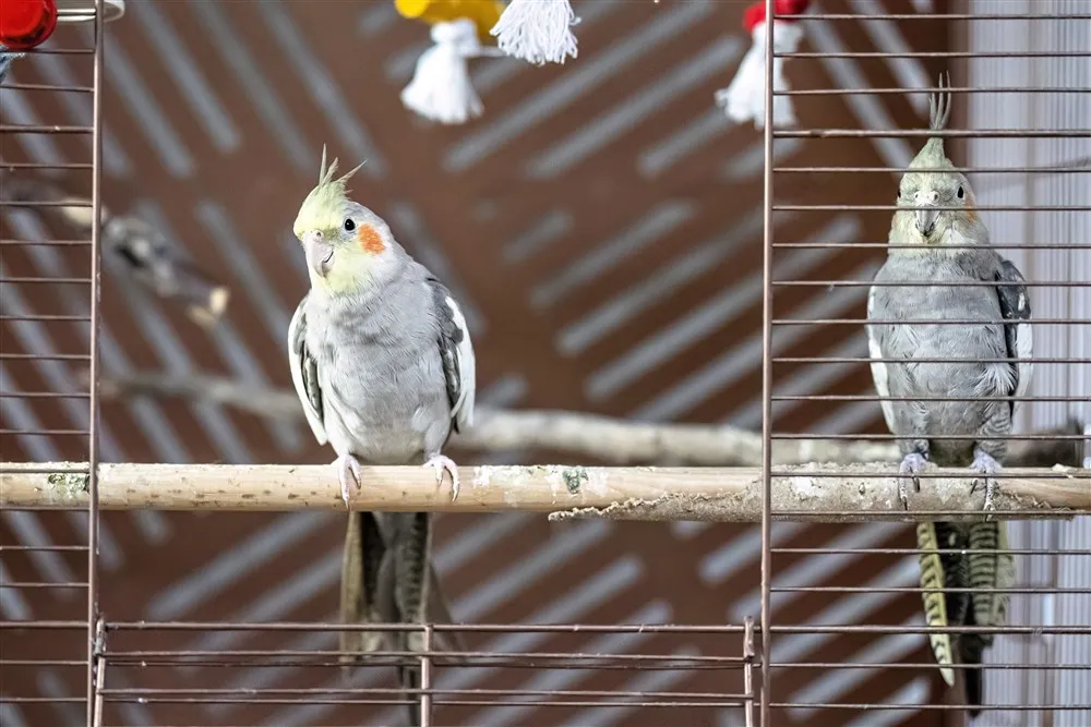 download 118574 s1000x1000