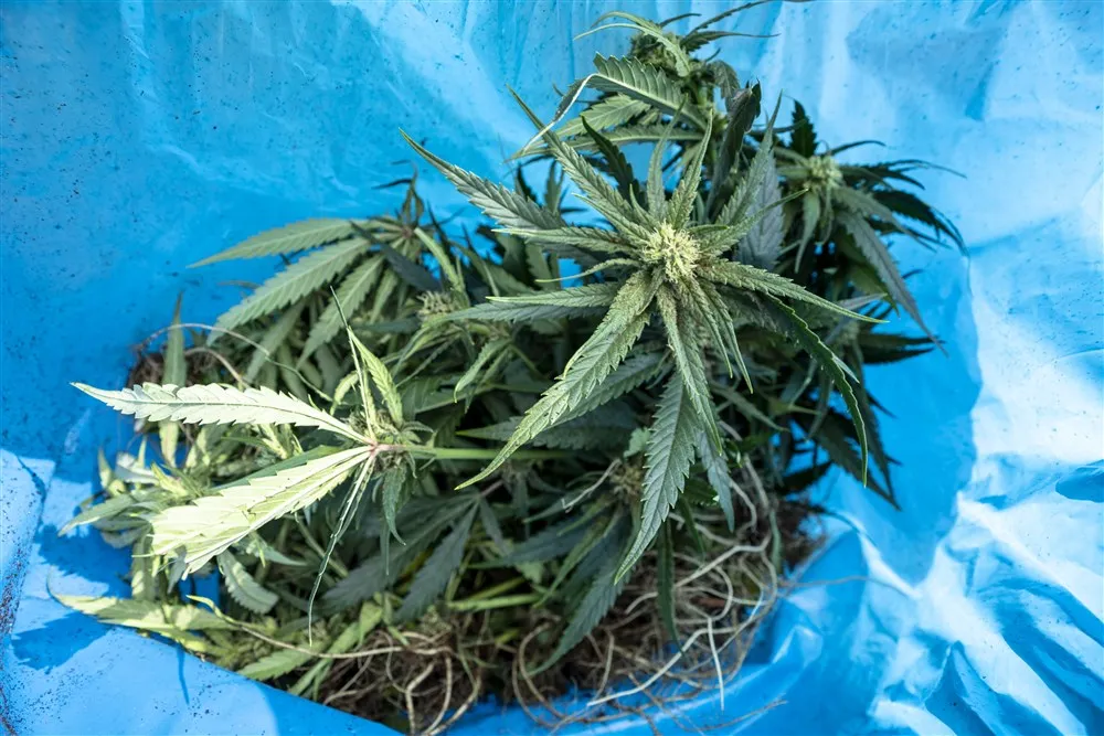 download scaled 1000x1000 42516