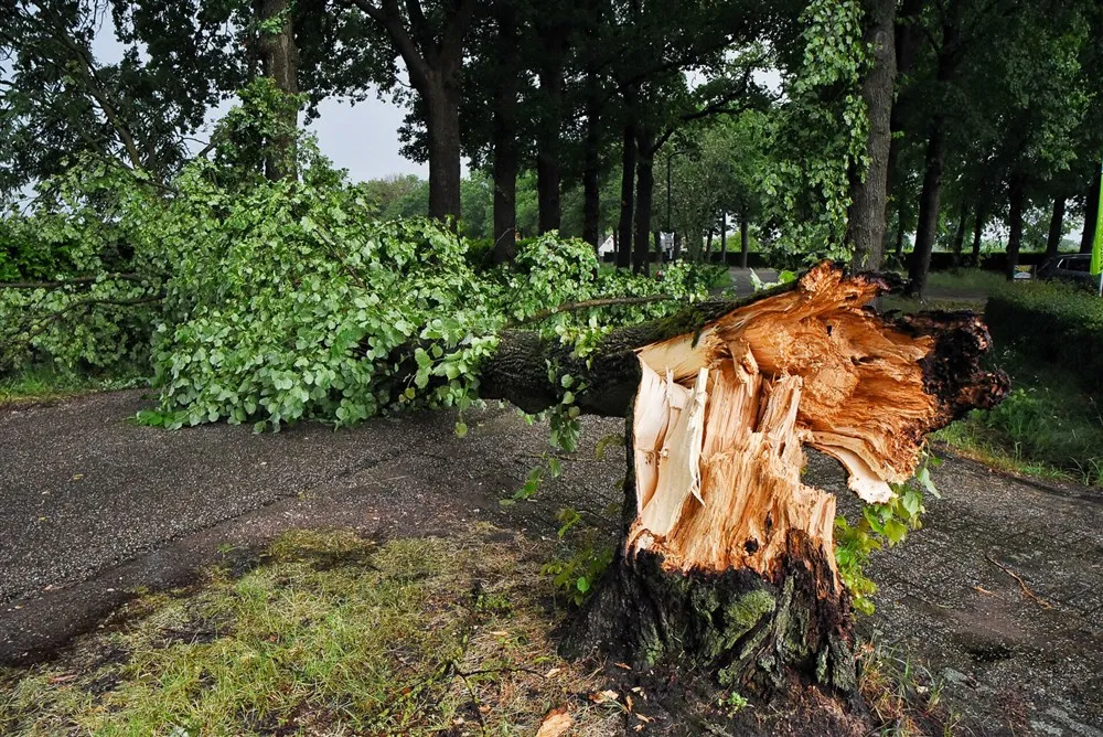 download scaled 1000x1000 48802