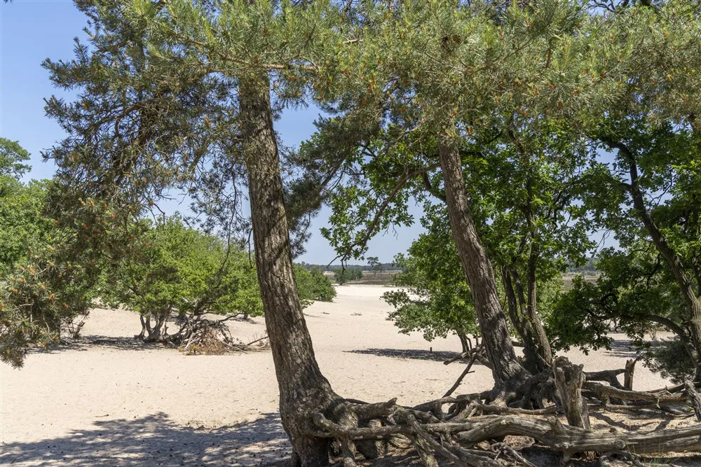 download scaled 1000x1000 68546