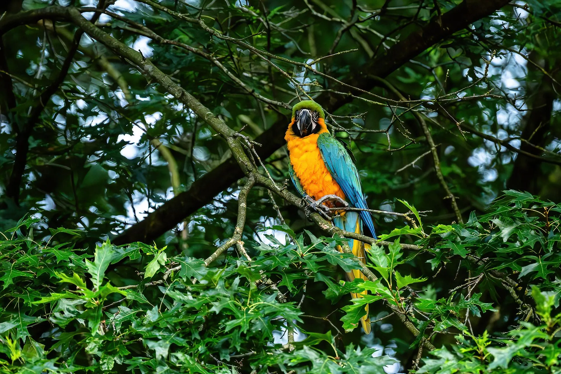 bms 7054 verbeterd nrbms