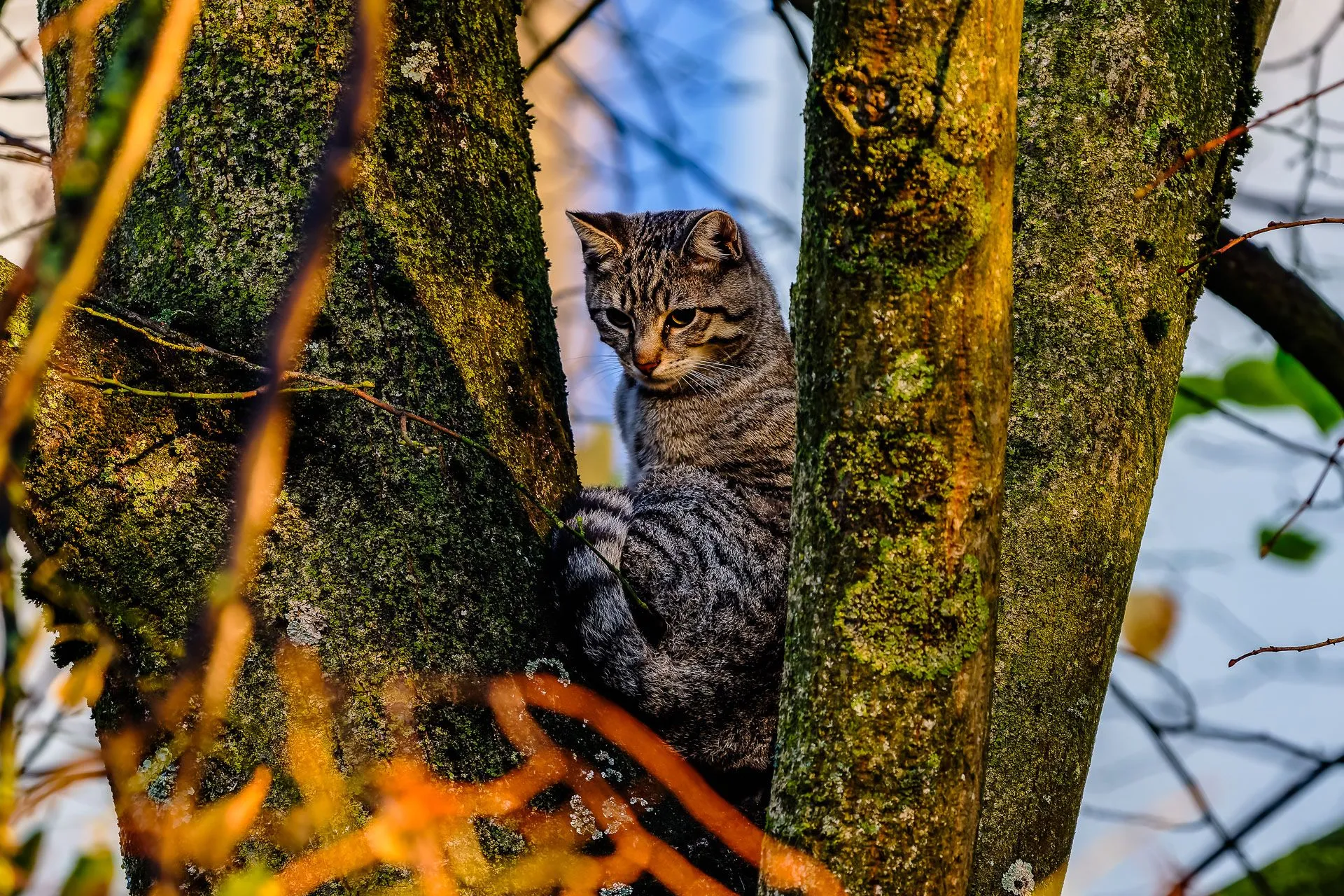 20241024 bms 0899 nef