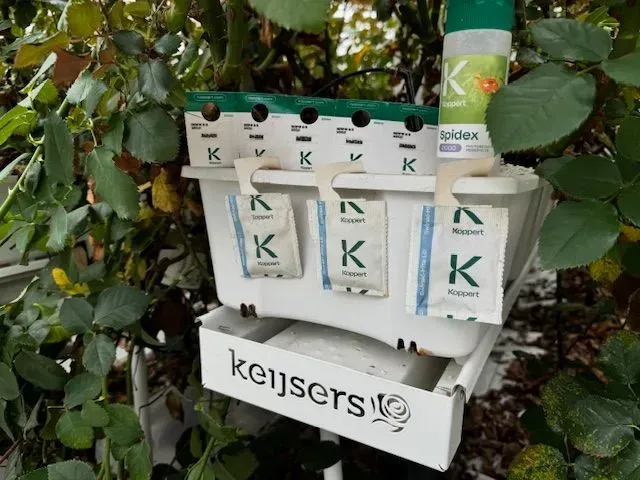keijsers rozen biologische bestrijders 670e20688a3e0