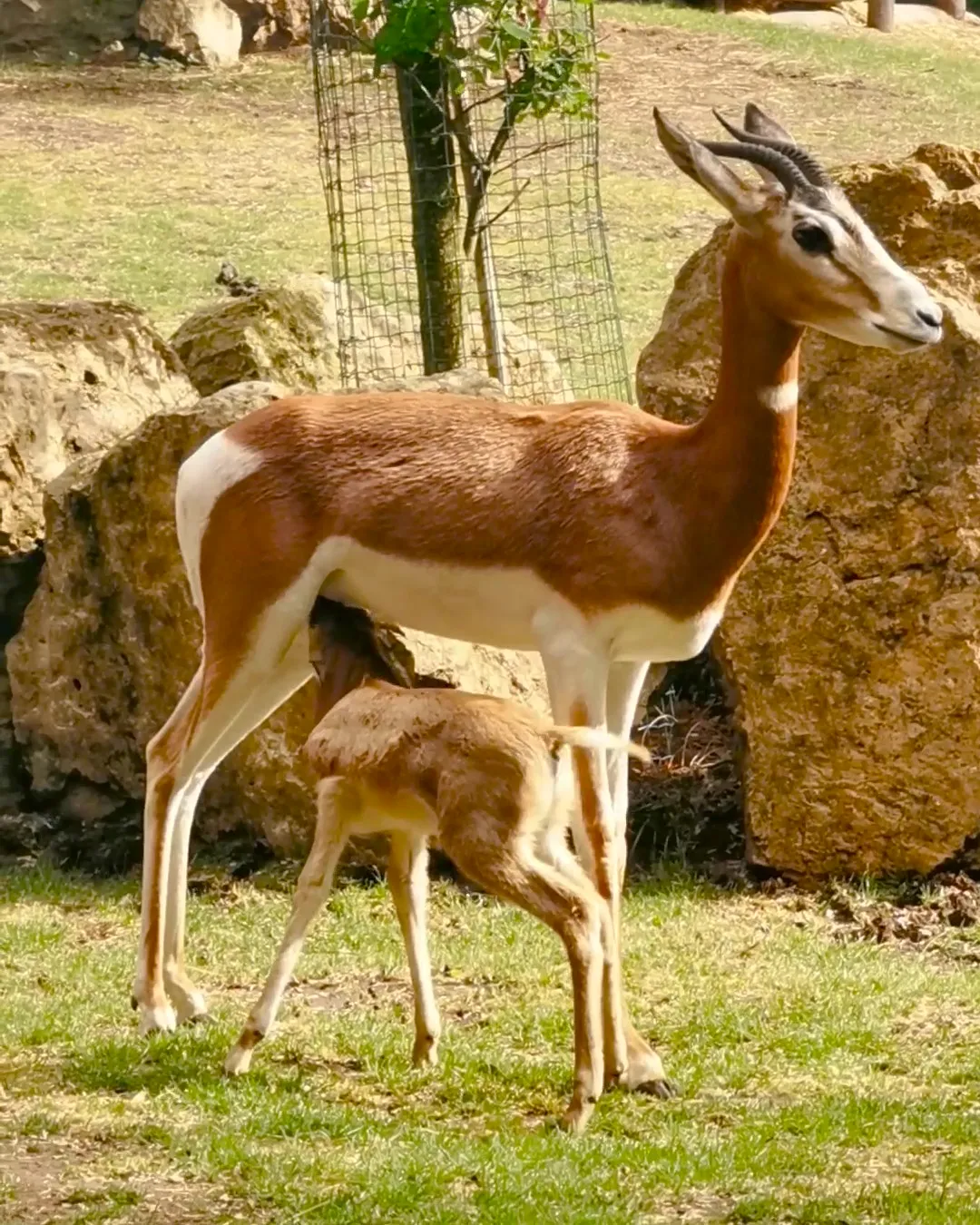 mhorgazellen geboren in zooparc