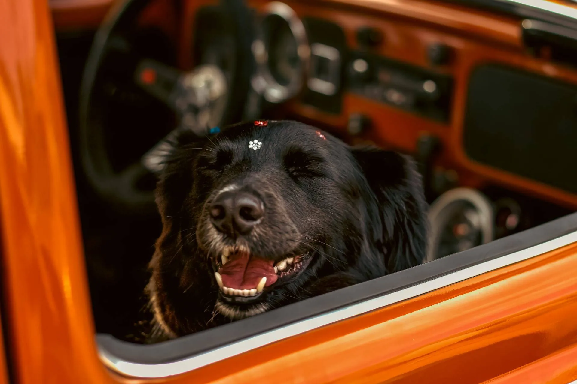 hond in auto pexels laonemarquesfotografia 32699548