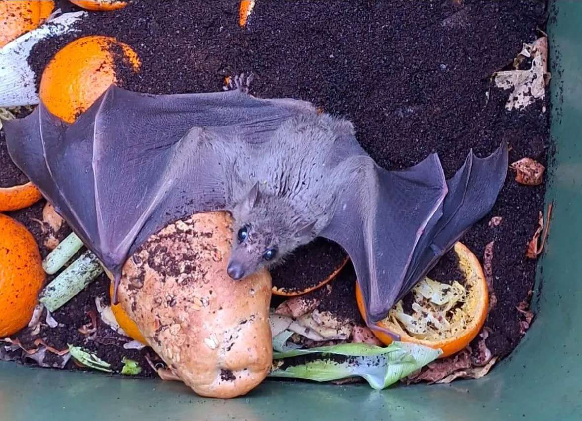 593456428_868802795665610_8183693728310207394_n