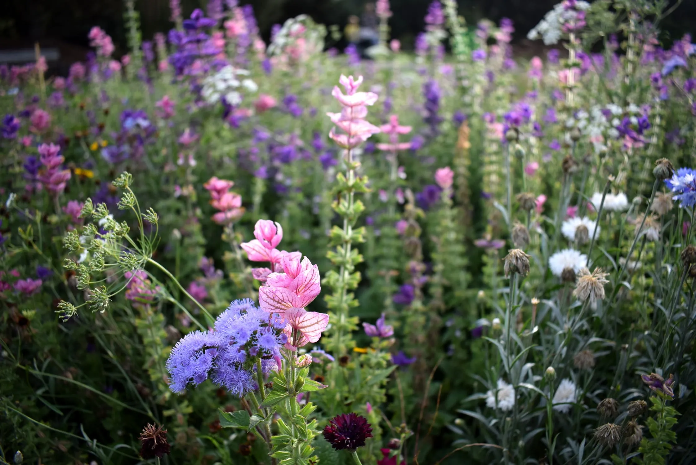 gratis zaden voor tuin