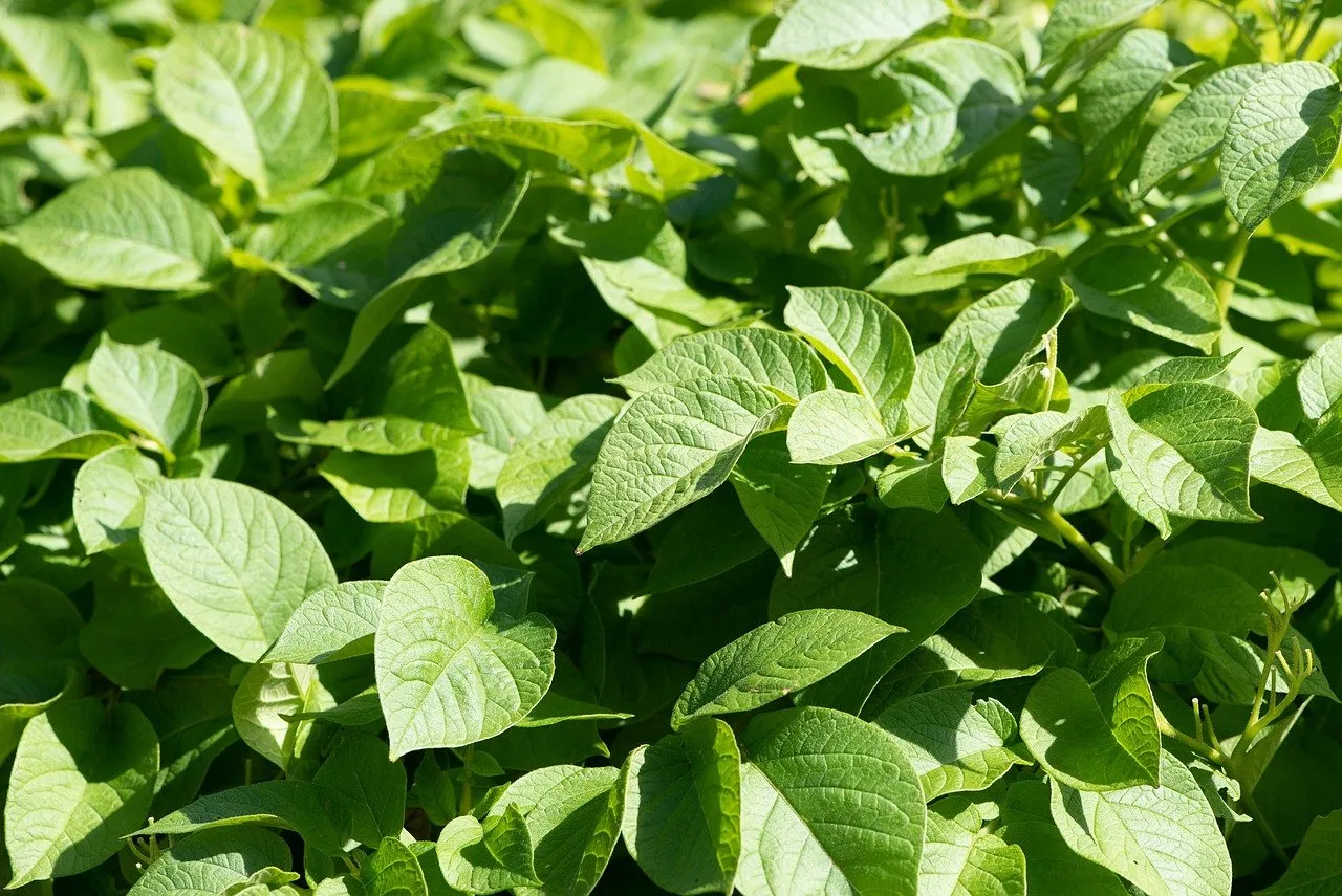 potato plant 5548712 1280