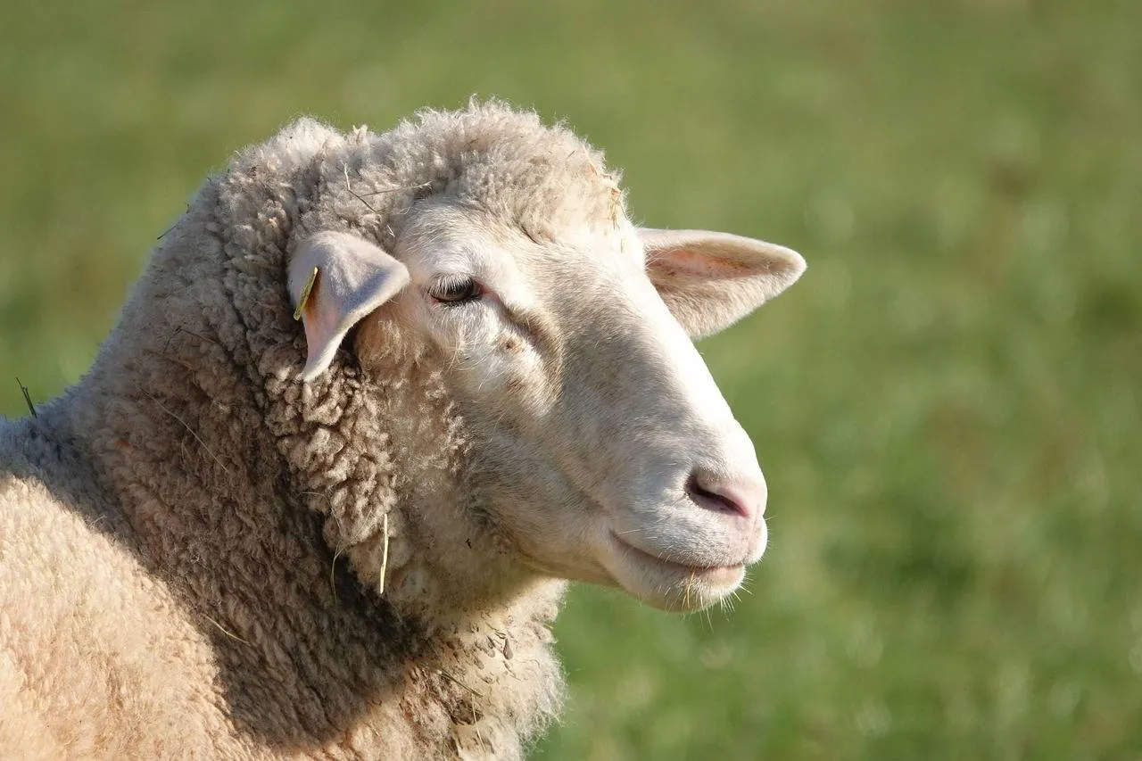 sheep 4673941 1280