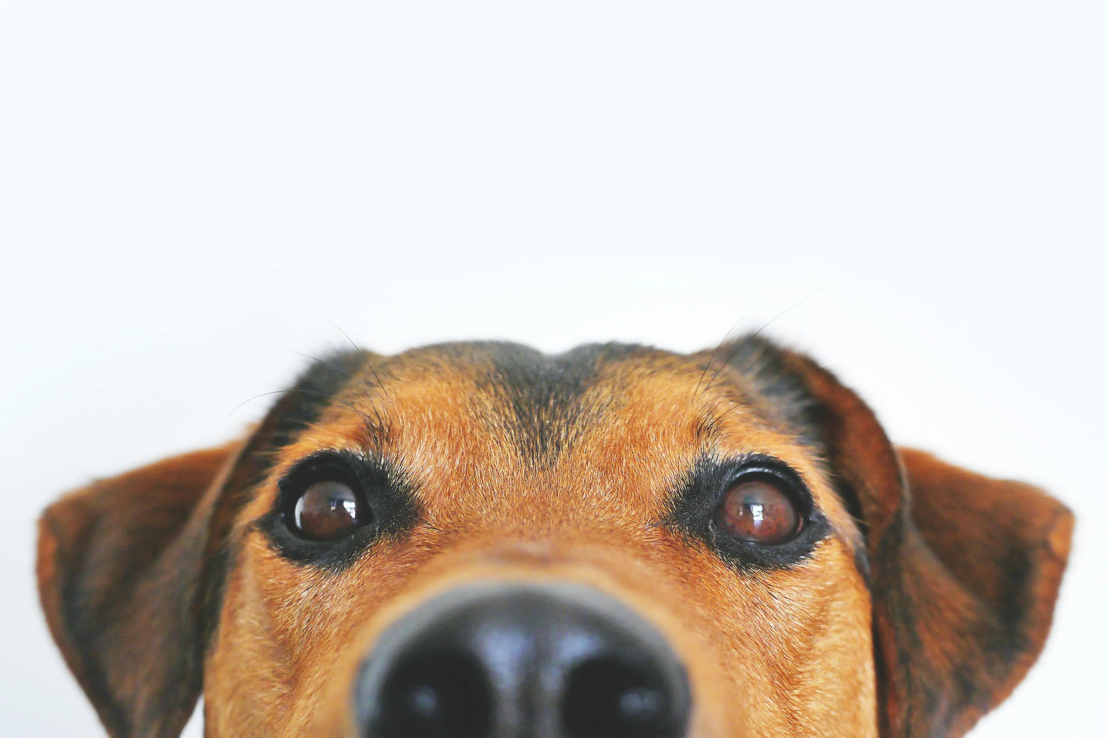 hond-pexels-lum3n-44775-406014