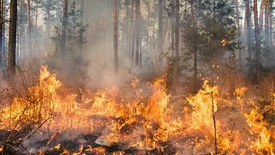 brand bos