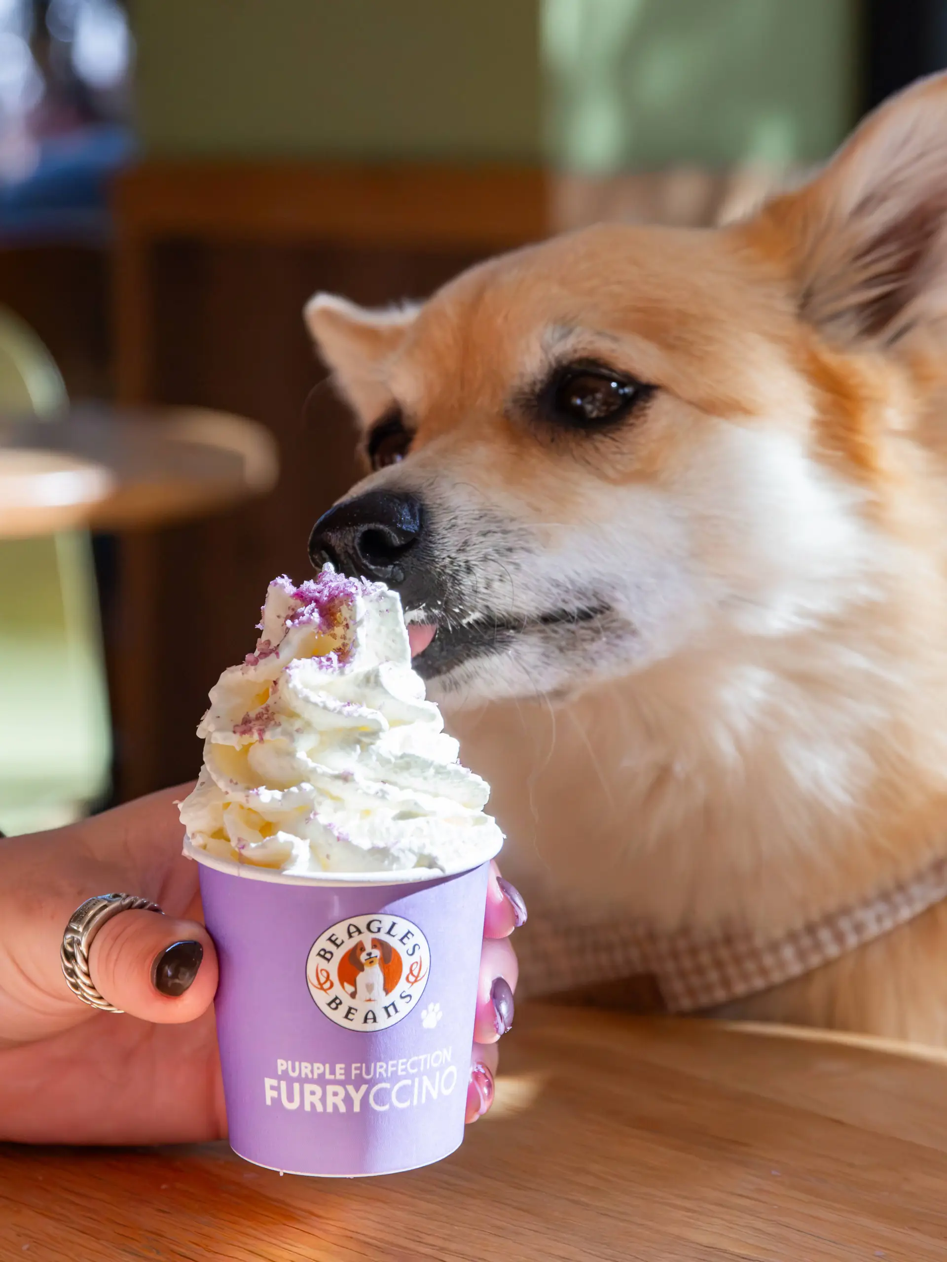 Purple Furfection Furryccino - Bagels & Beans