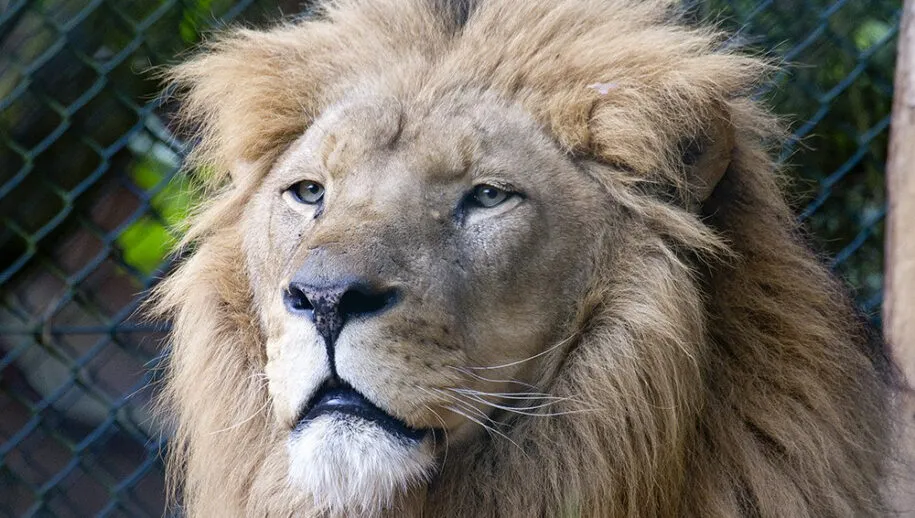 10498360 837864432892177 2442278596285568648 o leeuw 915x518 1