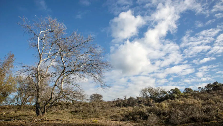 5i5a0167 duinen winter wim meijer fotografie 915x518 1