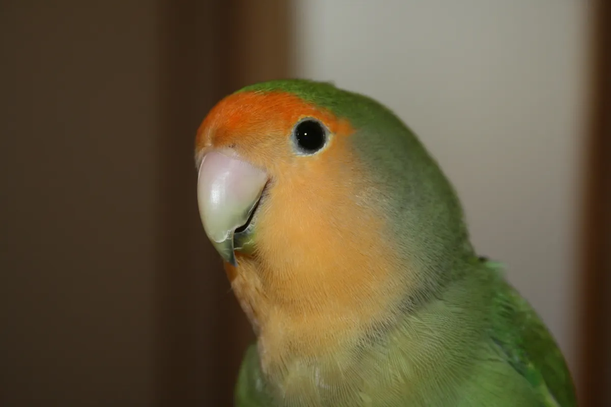 agapornis roseicolli