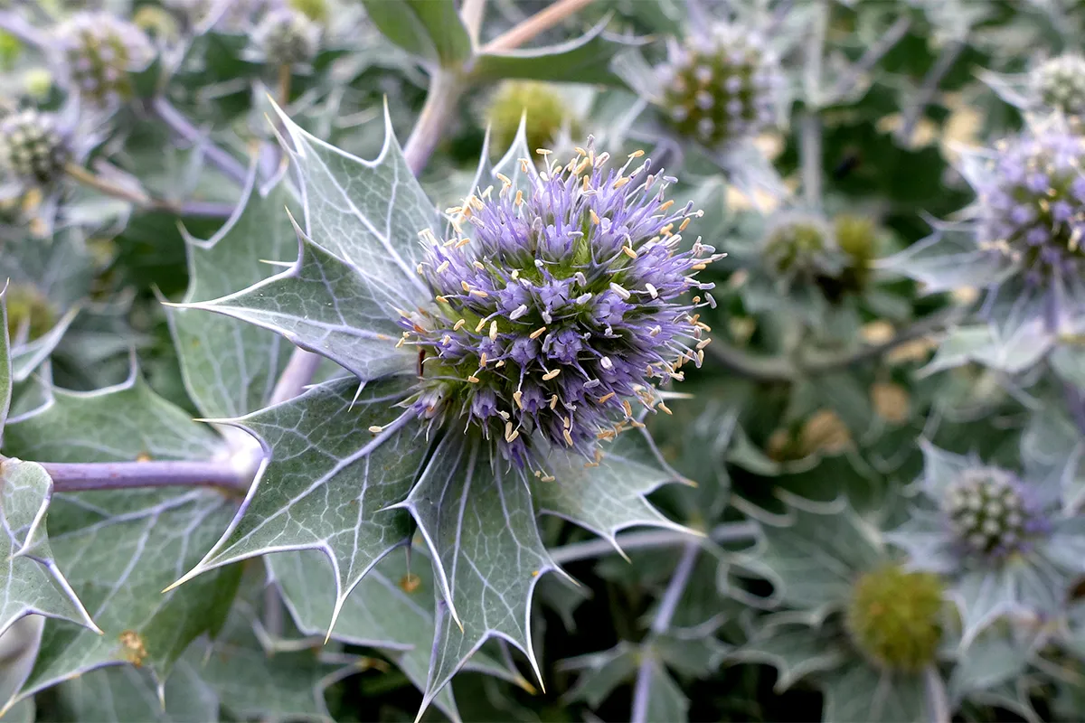 blauwe zeedistel eryngium maritimum door theo baas