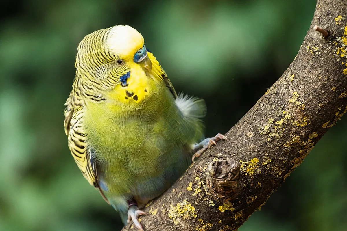 budgie 8337373 1920 kopieren