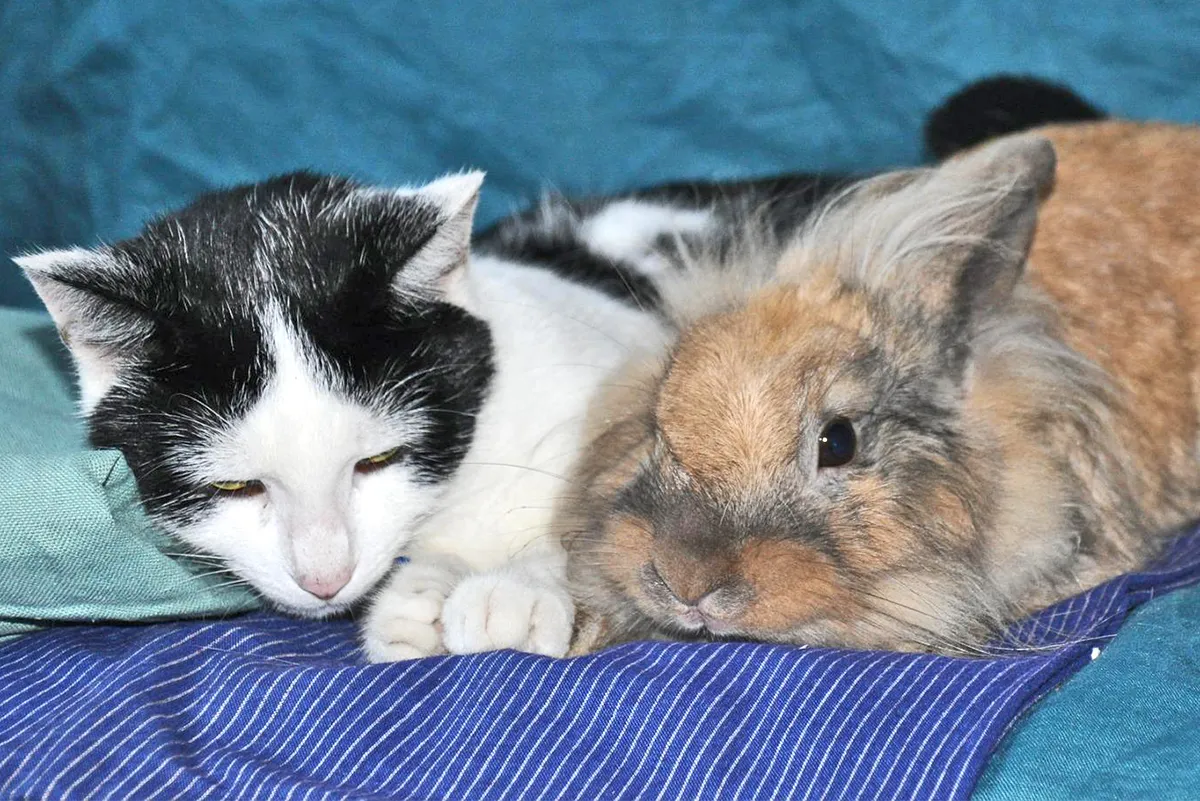 cat 1359634 1920 pixa