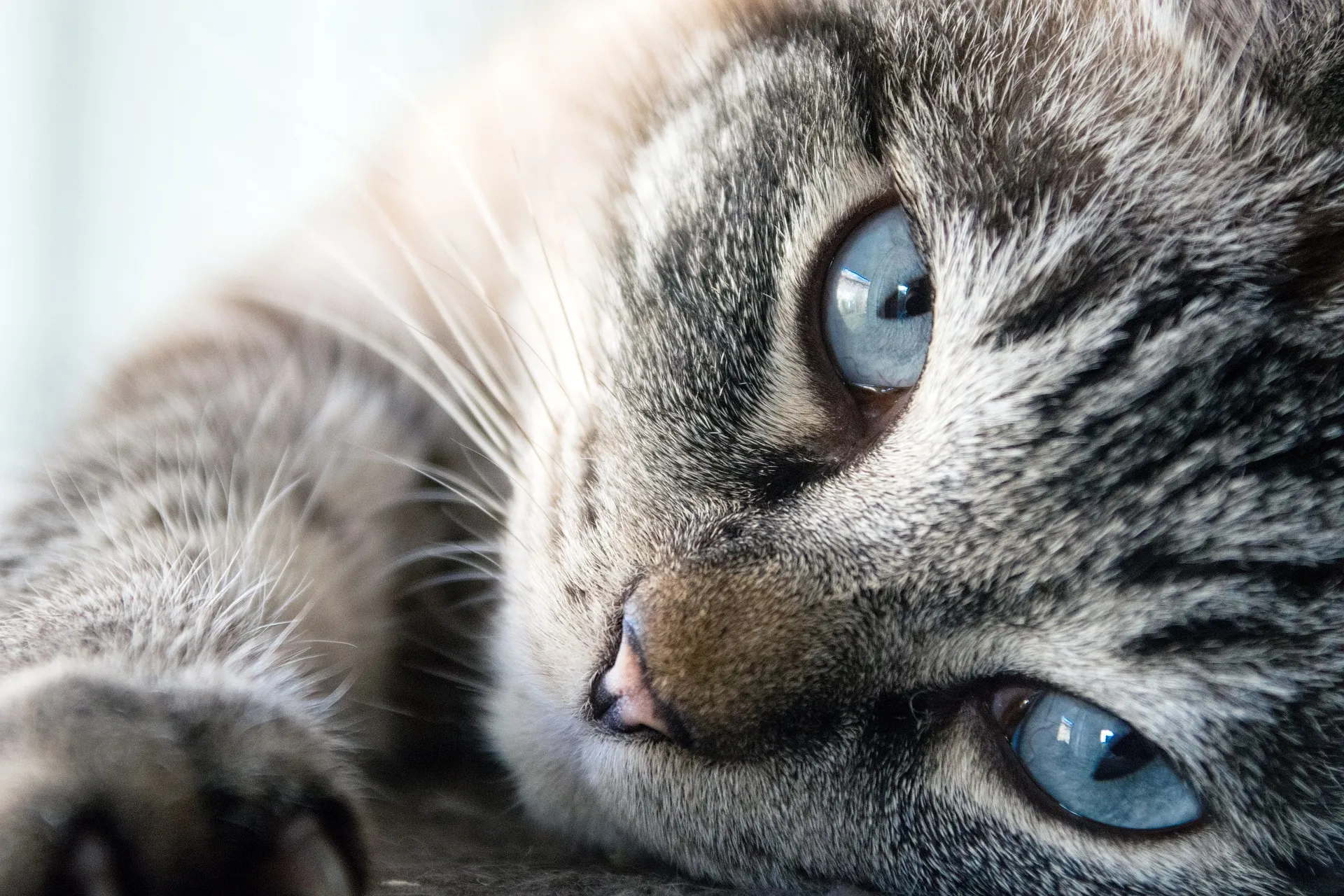 cat 3062647 1920