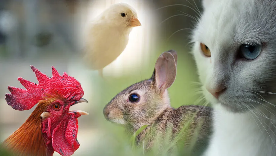 combi dieren 915x518 1