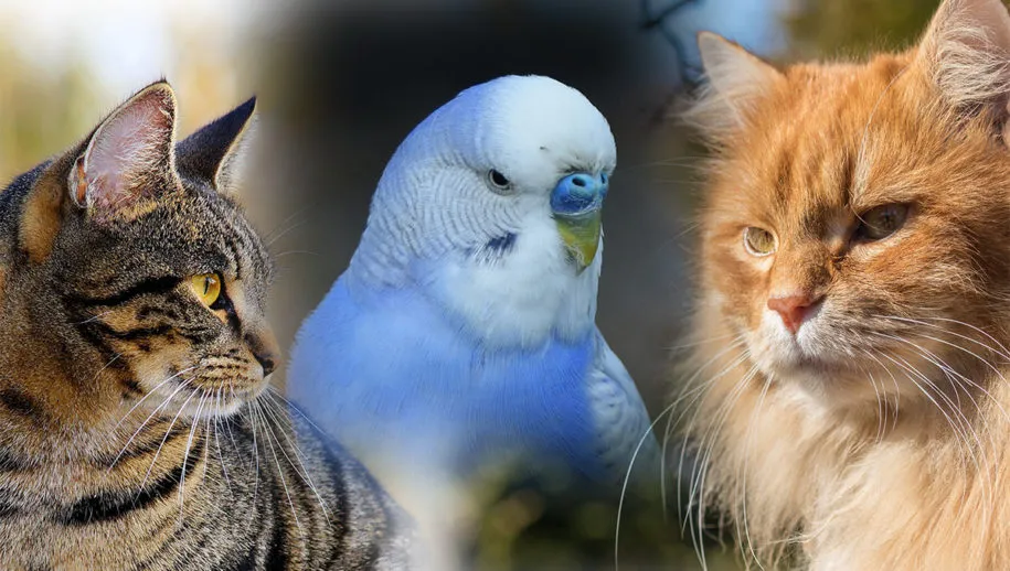 combi pixabay vermiste dieren 915x518 1