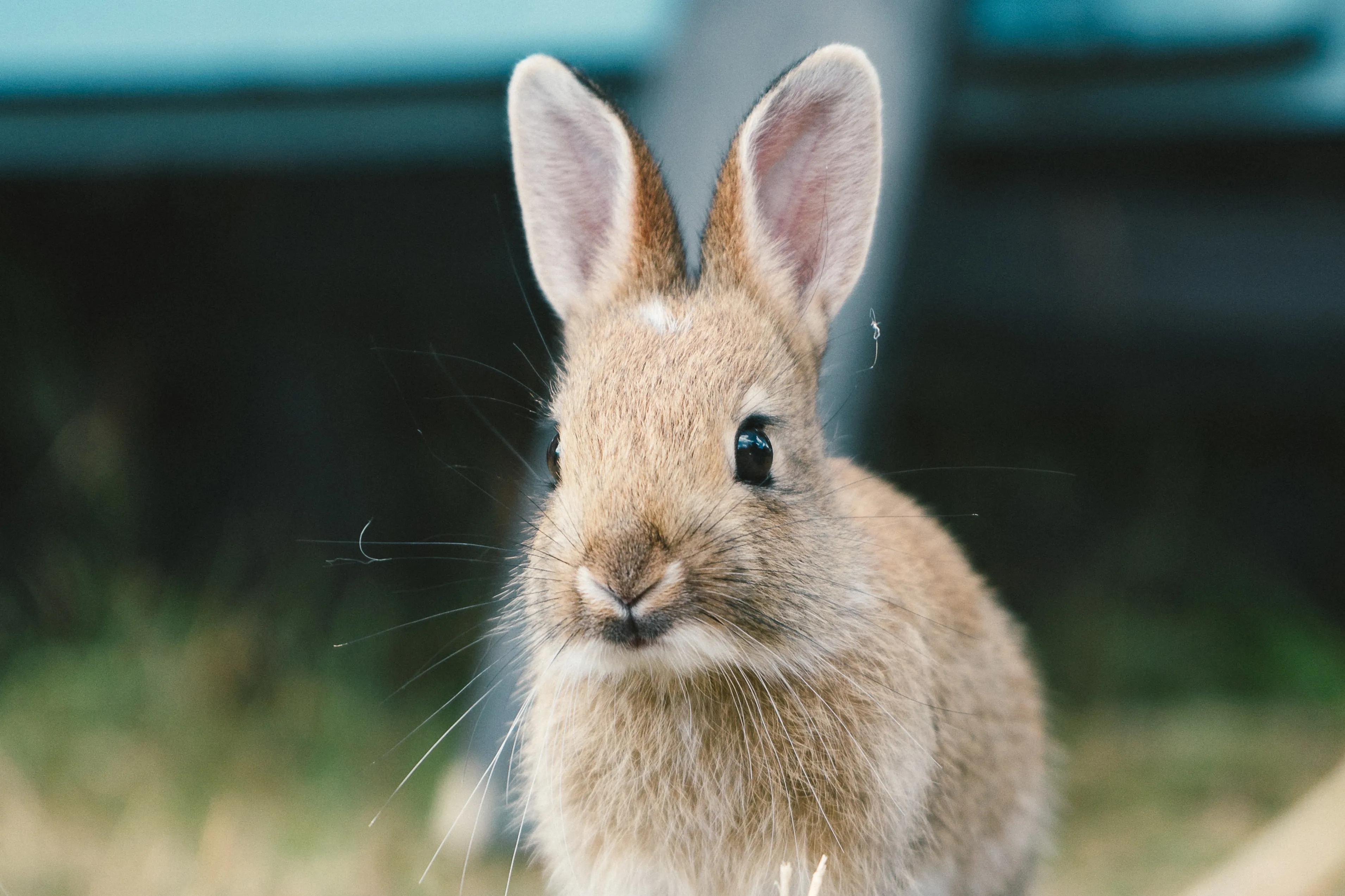 daniel mccarthy themccarthy trrc46lbfwc unsplash