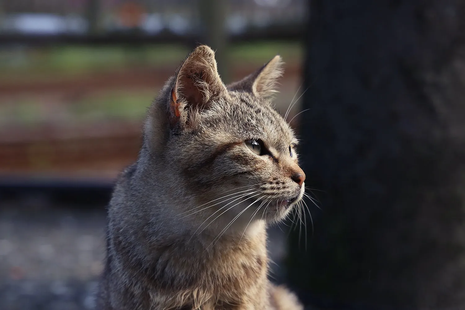 de an sun ym4mgblrm4y unsplash