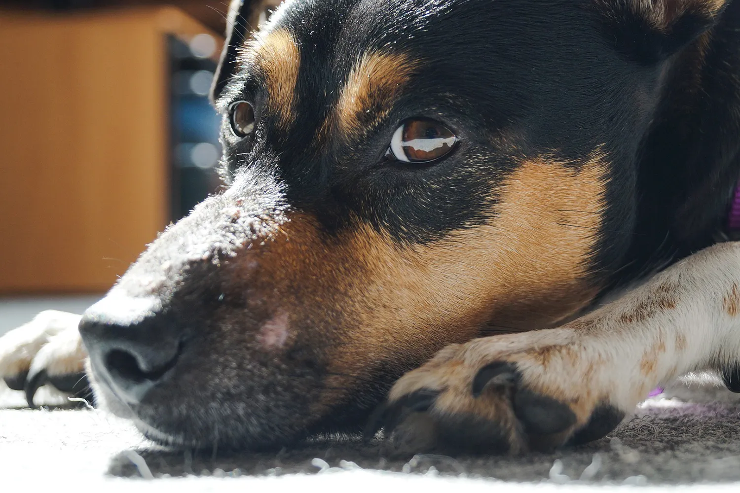 dog 3572250 1920 pixa