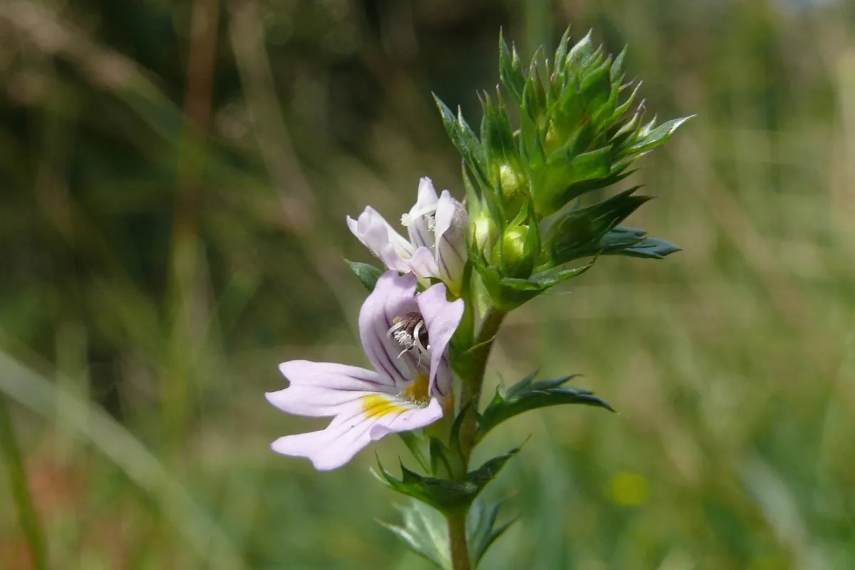 euphrasia stricta 190807 wiki
