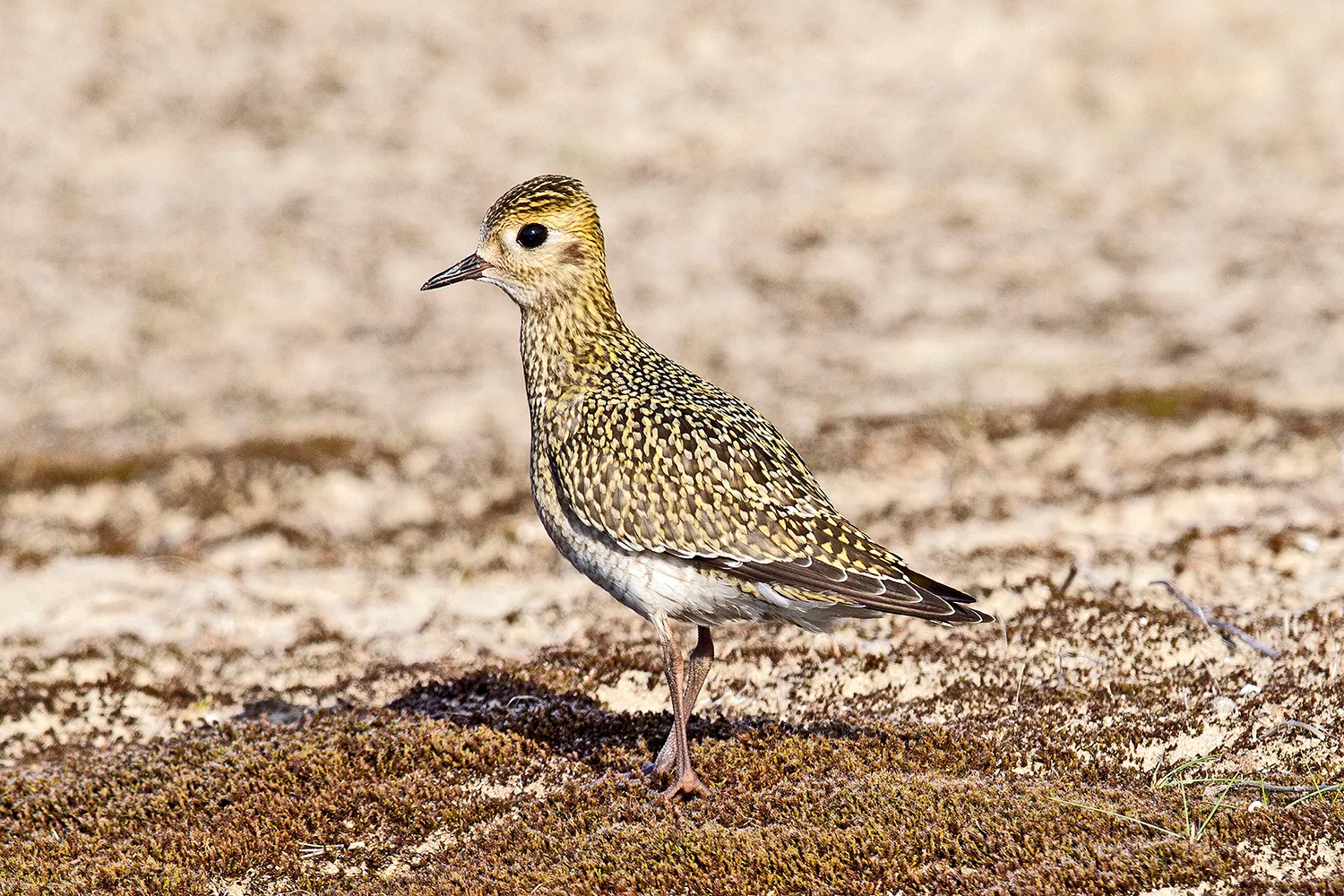 goudplevier coepelduynen katwijk rene van rossum 1 1