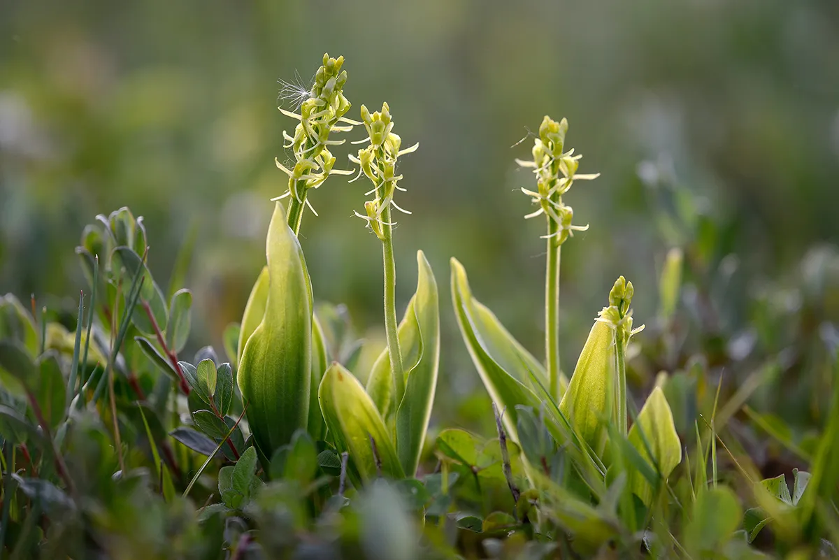 groengele bloemen van bloeiende groenknolorchis liparis loeselii in primaire duinvallei op het kennemerstrand bij ijmuiden ronald van wijk