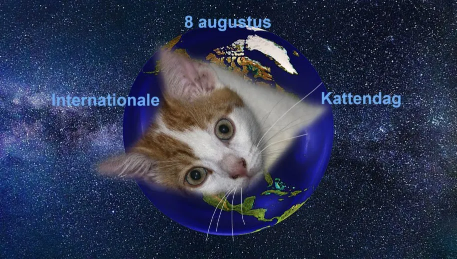 kattendag uitgelicht1 915x518