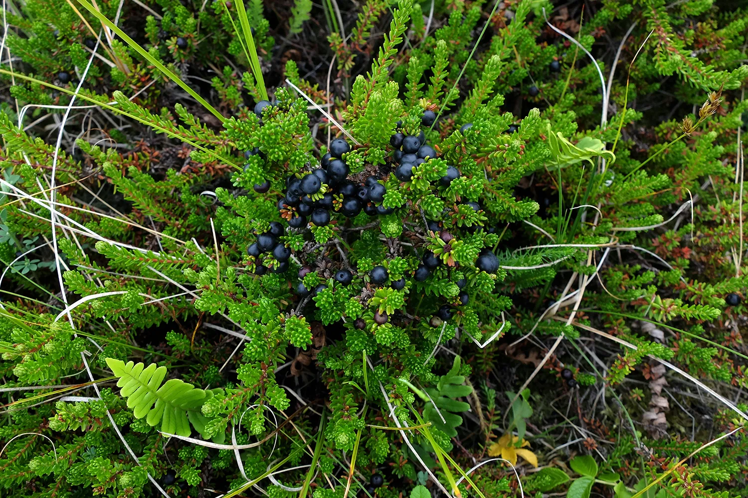 kraaihei theo baas kopieren