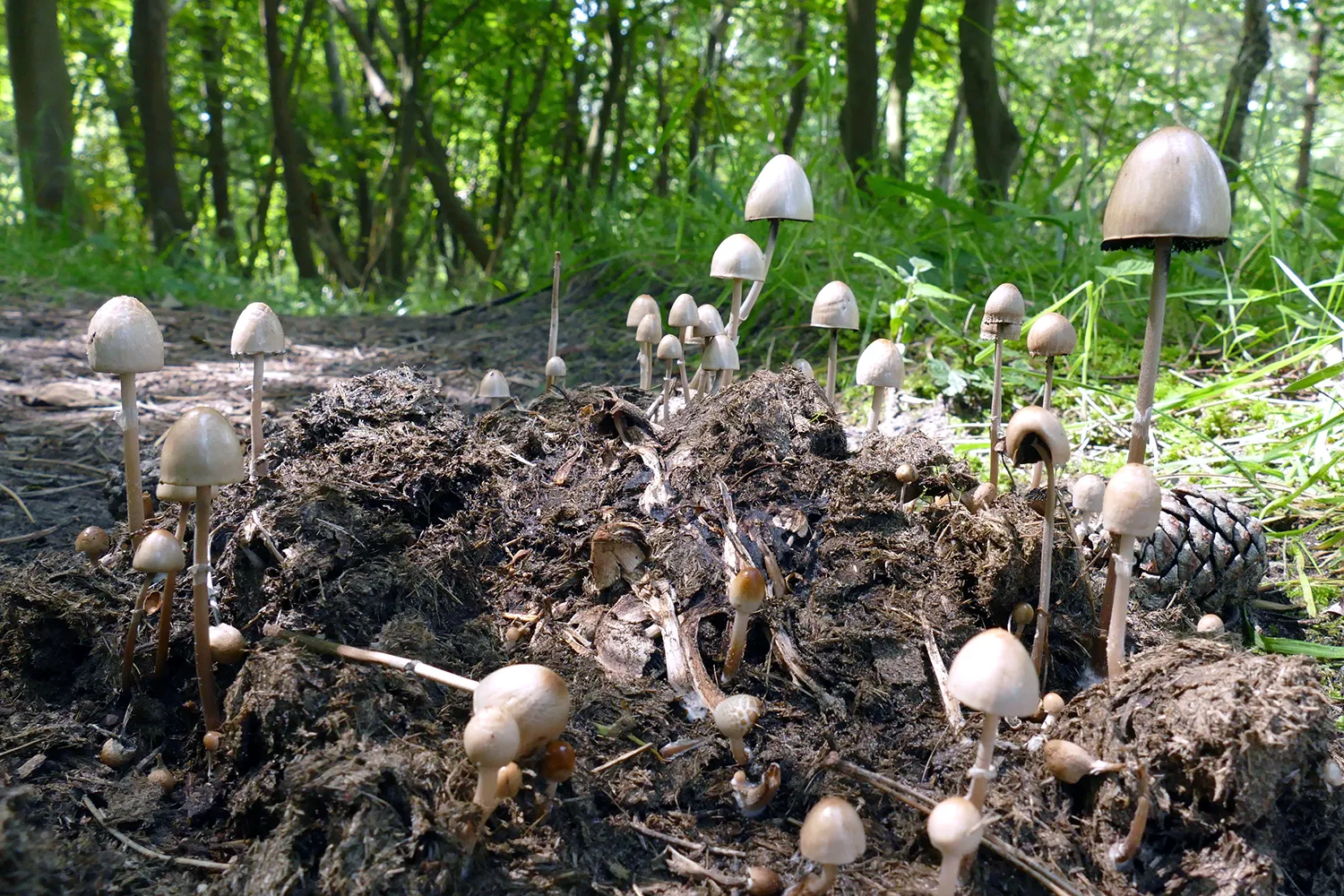 paddenstoel op mest mj