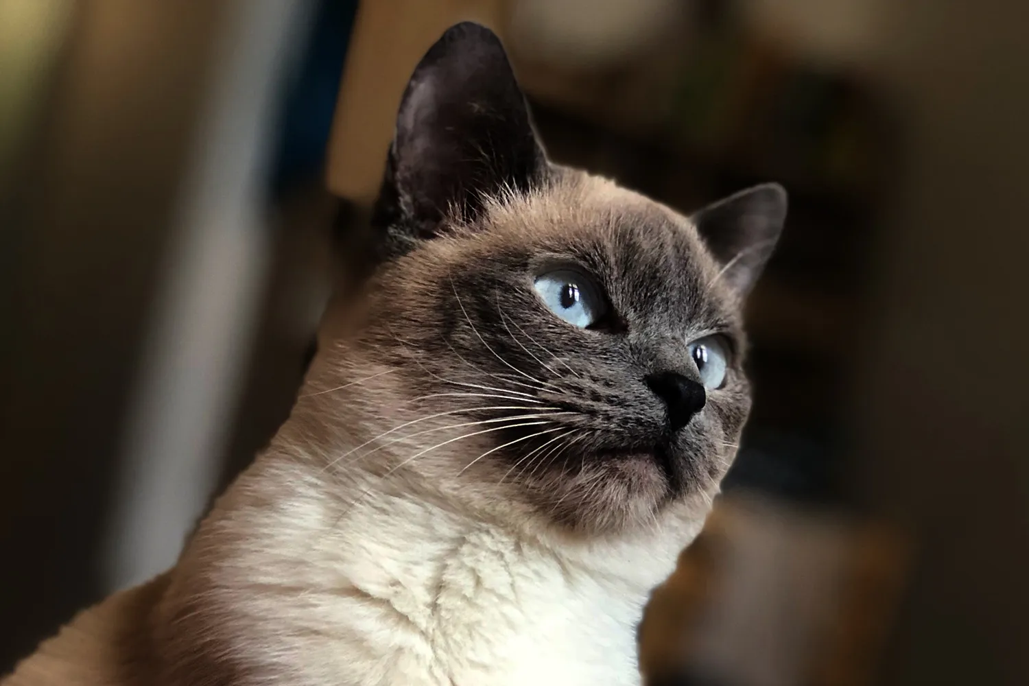 parviz isaev itvo1osckdo unsplash