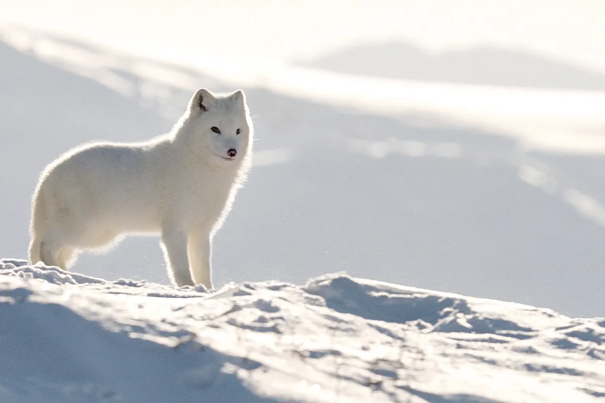 persfoto kina yuk st 2 jpg sd high 1 kopieren