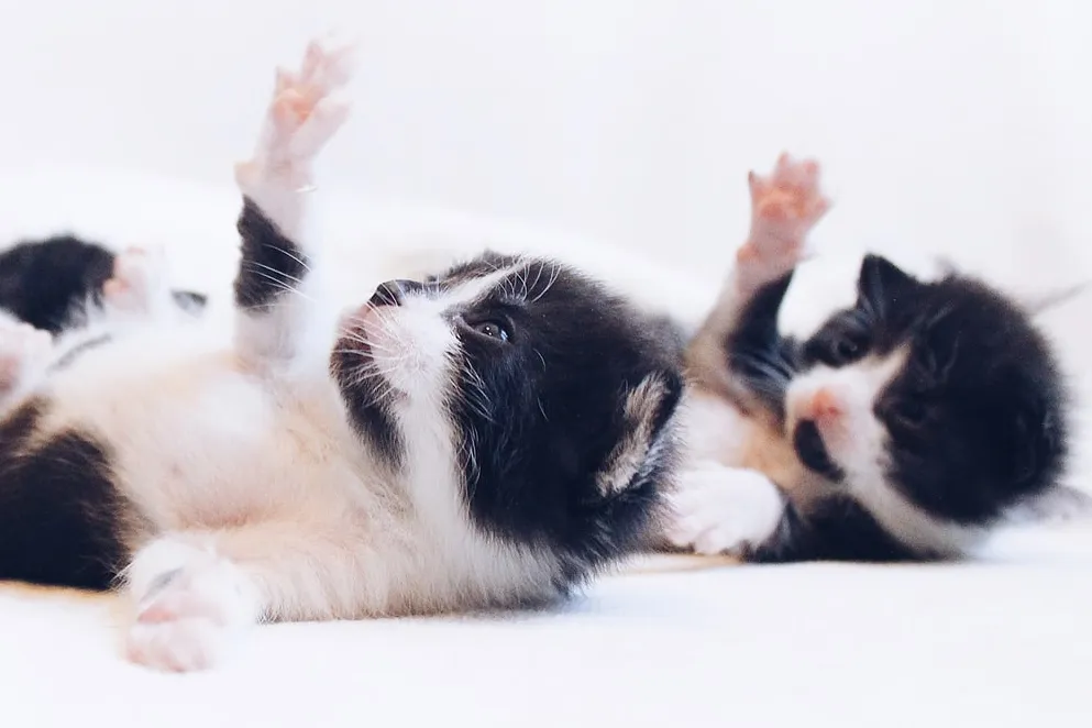 photo 1570117267971 85d1ec8ffb45