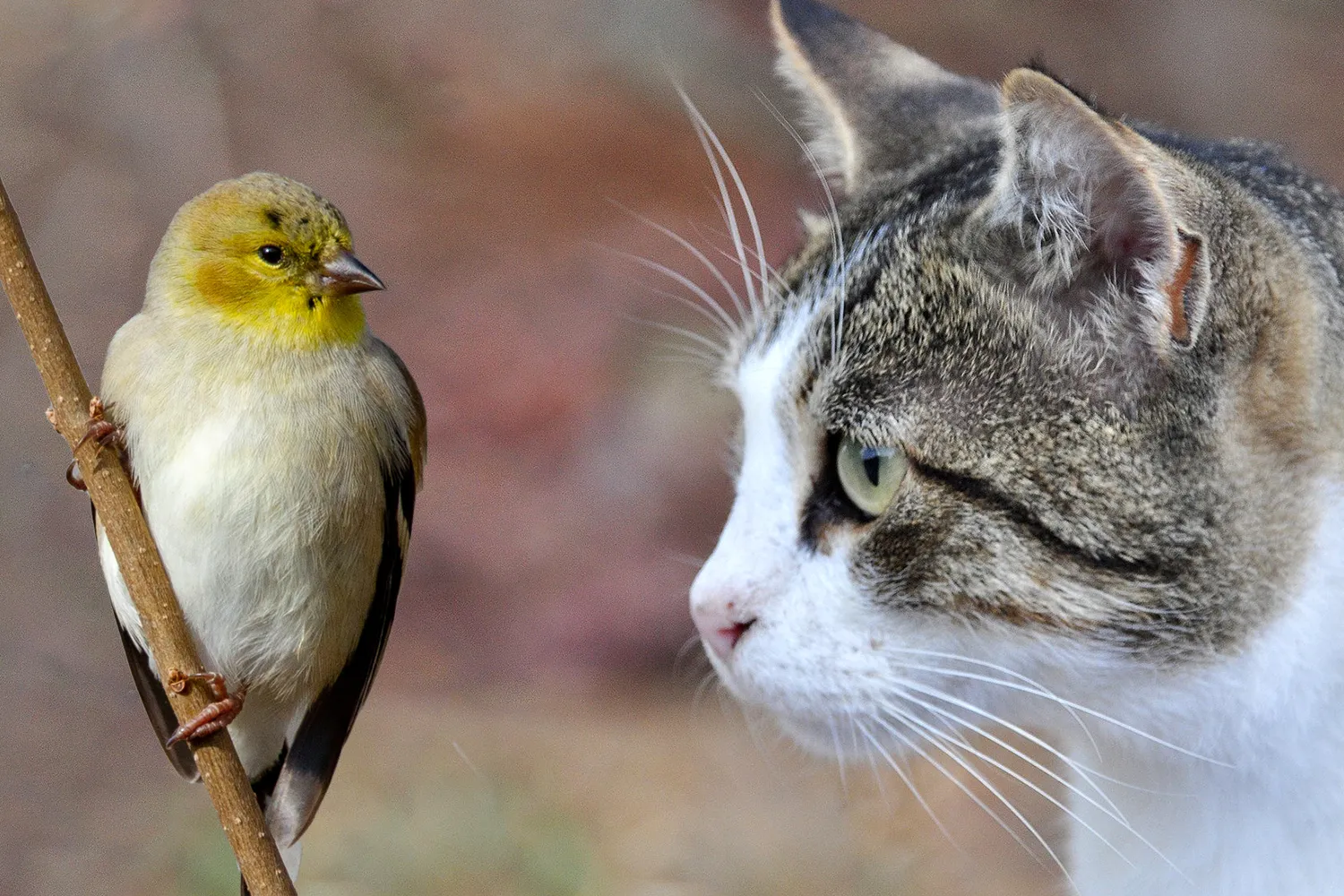 unsplash pixabay canary cat