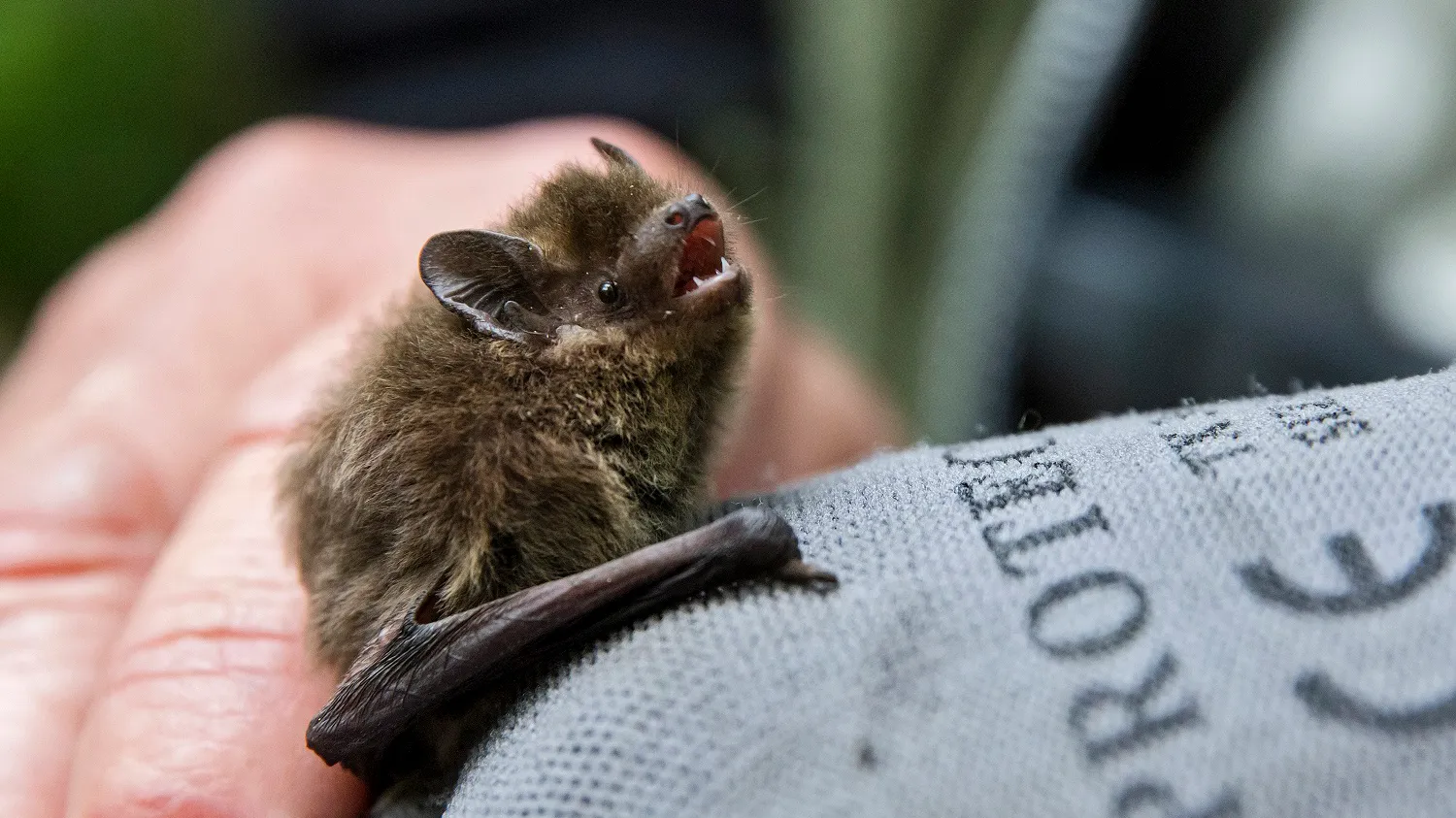 vleermuis wildrijk 18 dutchphoto kl