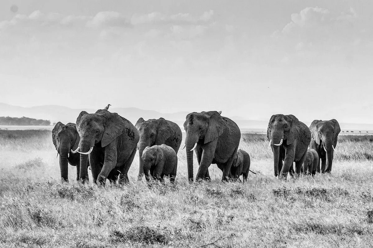 african bush elephant 283867 1920 rolf dobberstein via pixabay