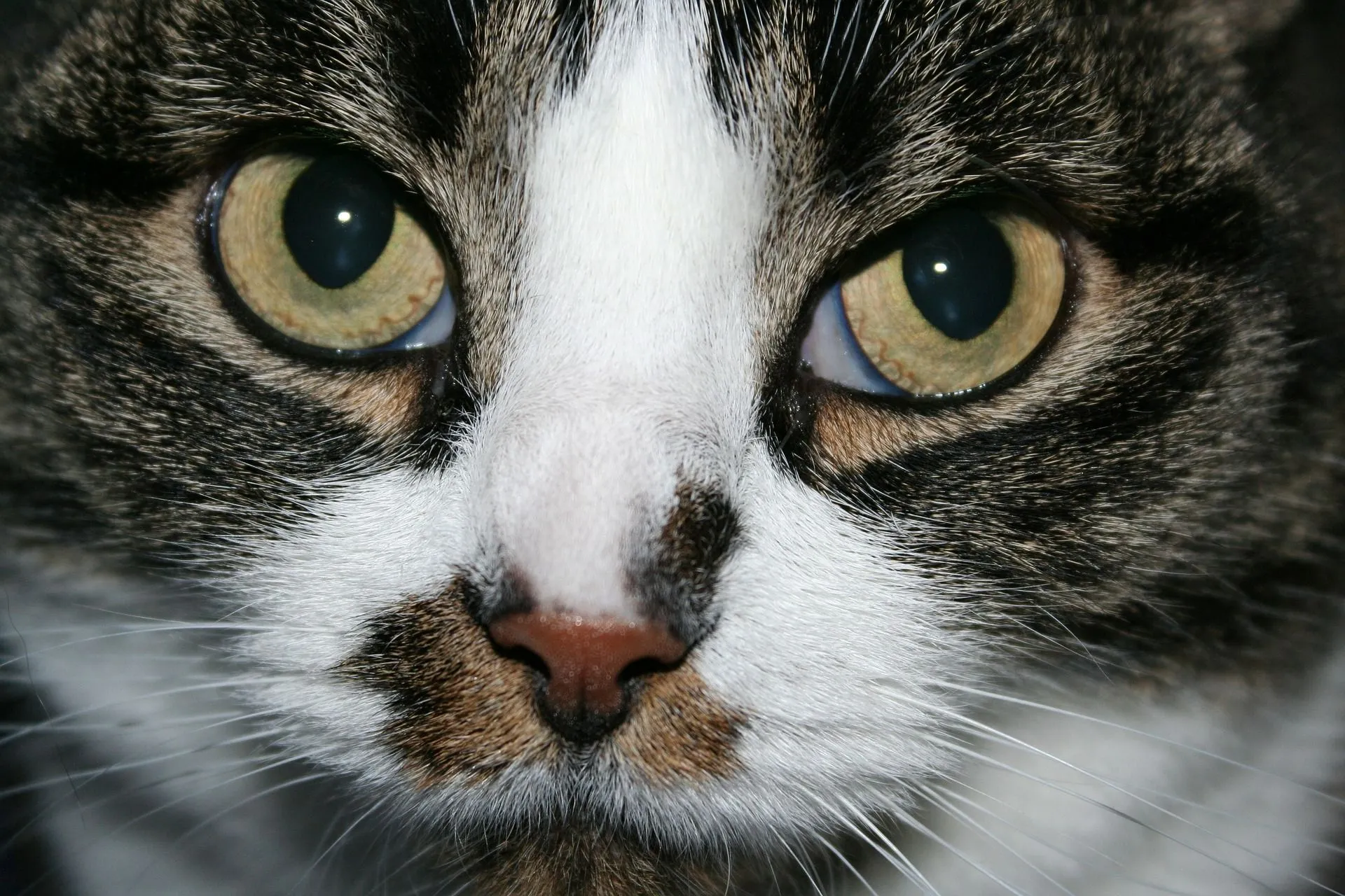 cats 4163651 1920
