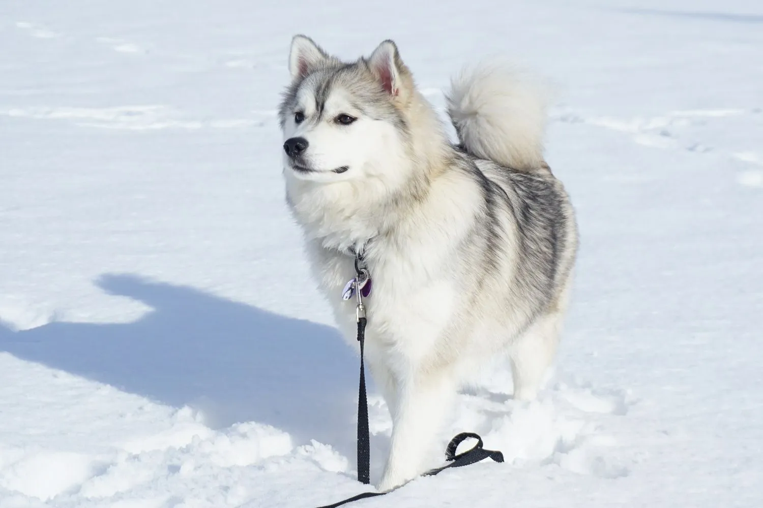 volwassen pomsky