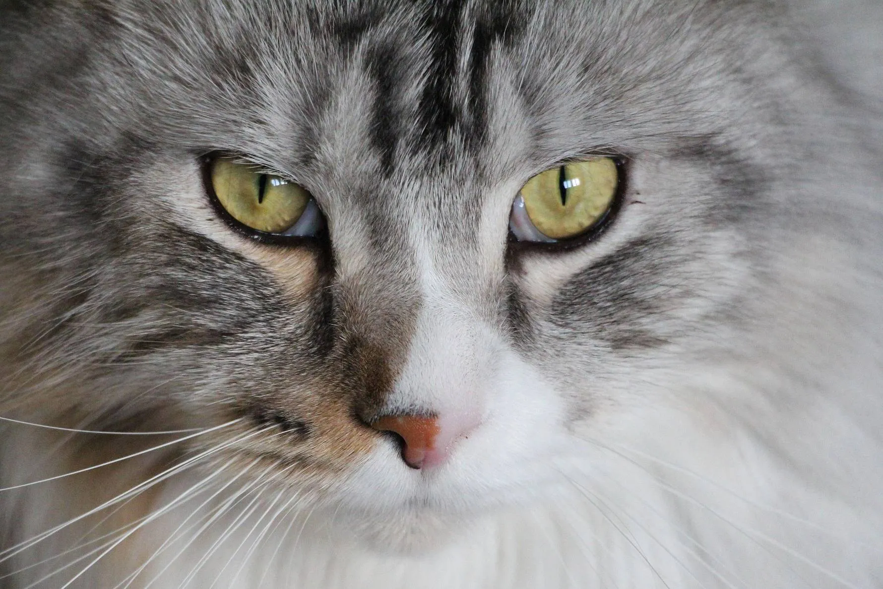 cat 1723607 1920 kopie