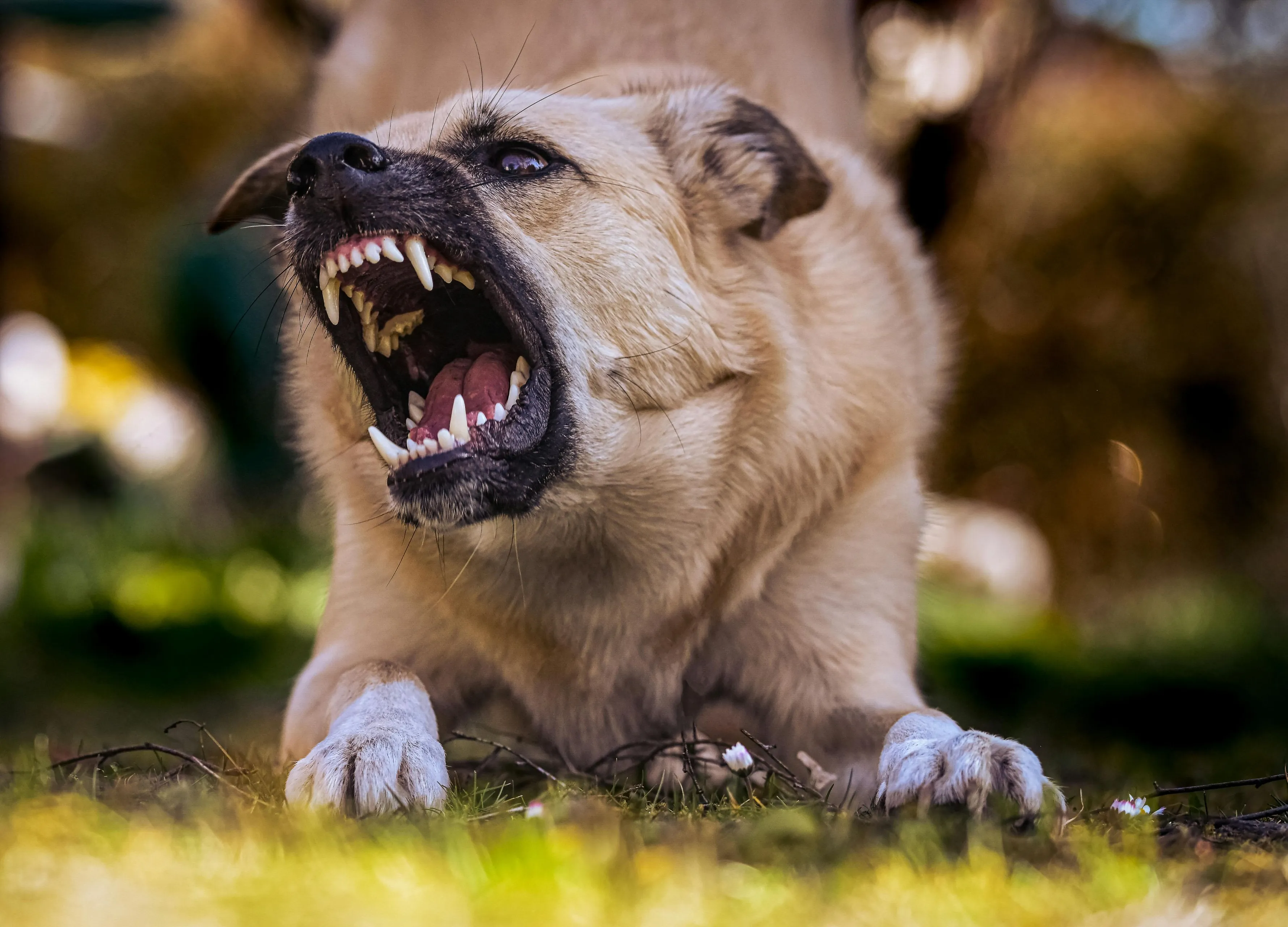 agressieve hond