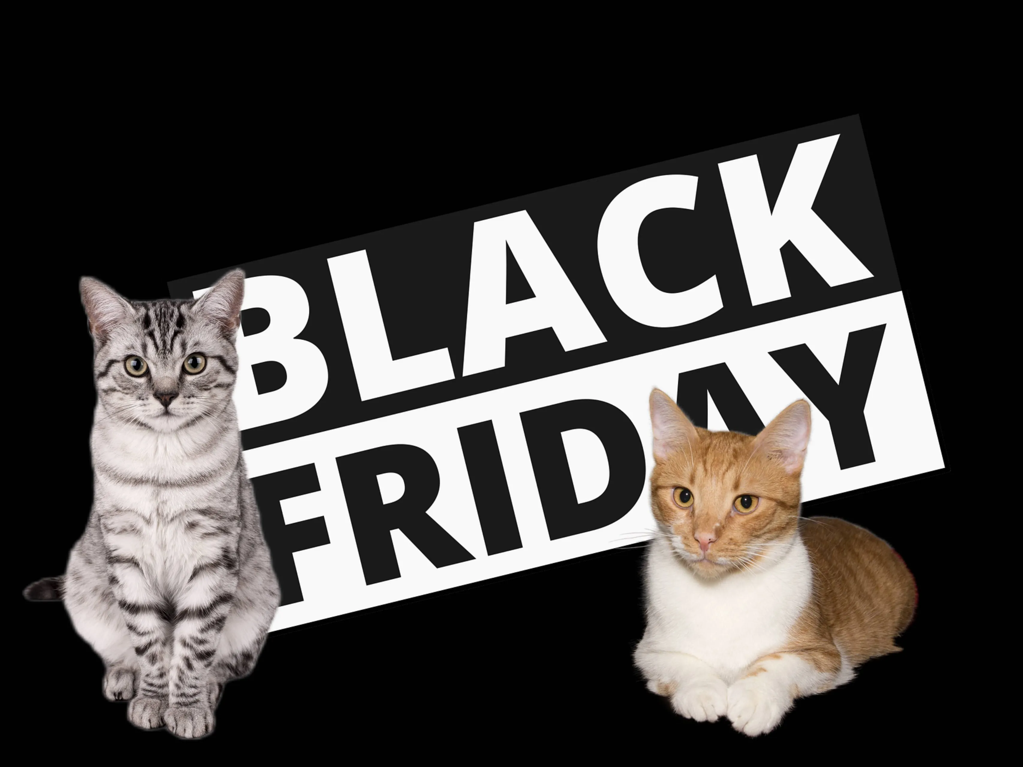 black friday deals catfo